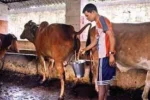 Gaumutra Ark (Cow Urine Distillate) - A Sacred Elixir for Holistic Well-being